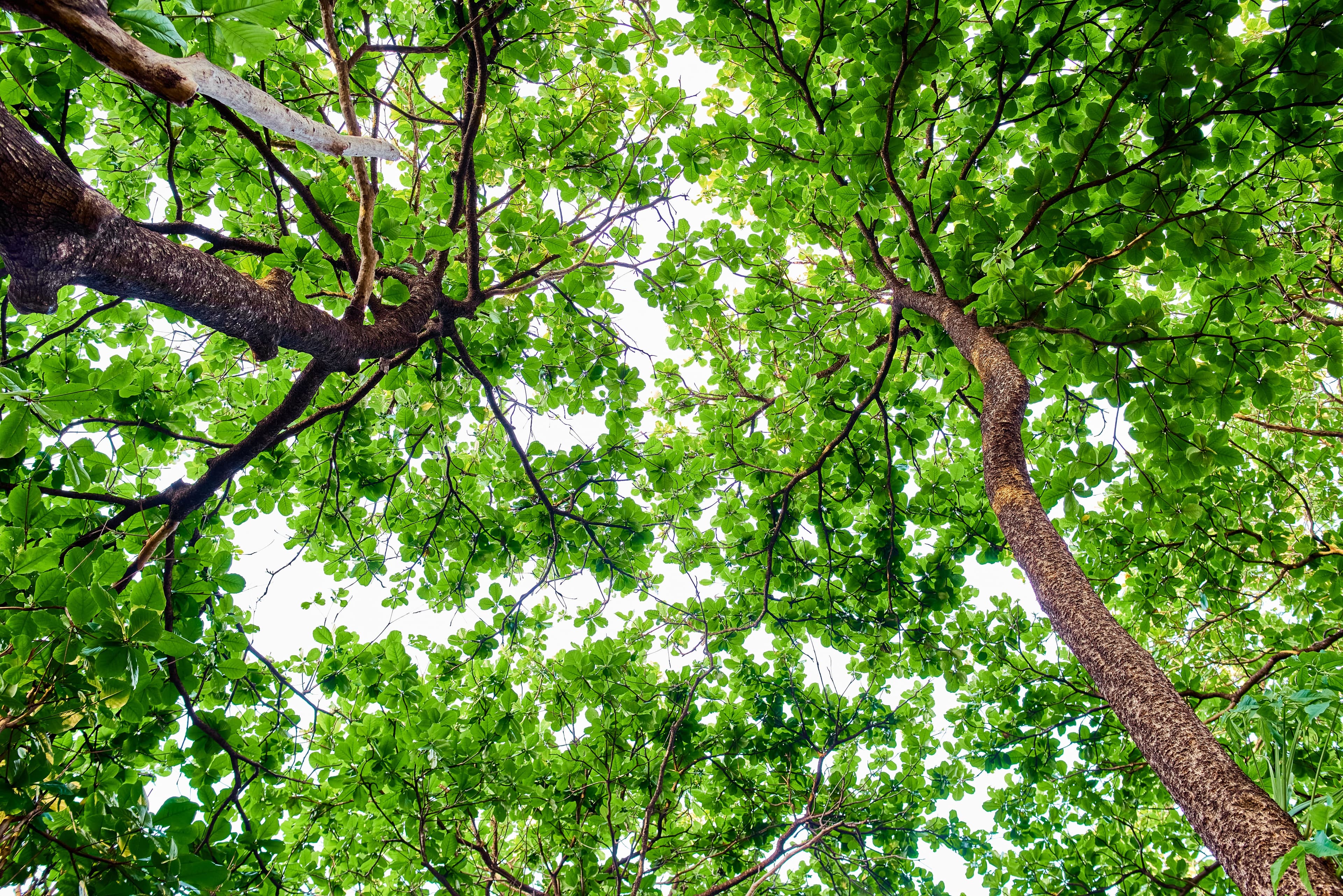 Article Compensação Ambiental: mais que obrigação, um chamado à regeneração thumbnail